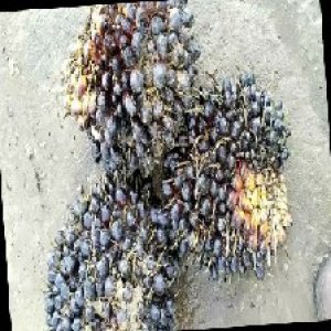 unripe_train (1013).jpg