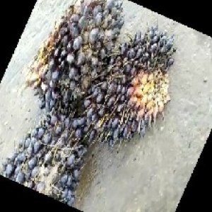 unripe_train (1015).jpg