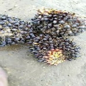 unripe_train (1016).jpg