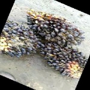 unripe_train (1018).jpg