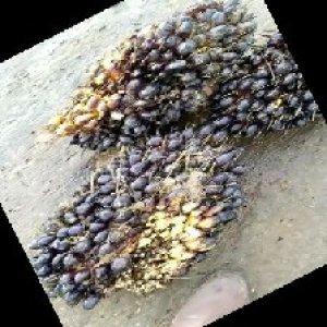 unripe_train (1020).jpg