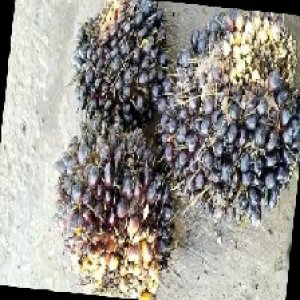 unripe_train (1024).jpg