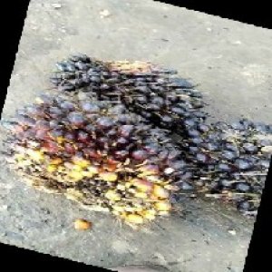 unripe_train (1029).jpg