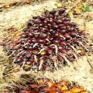 unripe_train (103).jpg