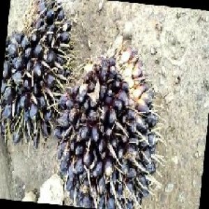 unripe_train (1035).jpg