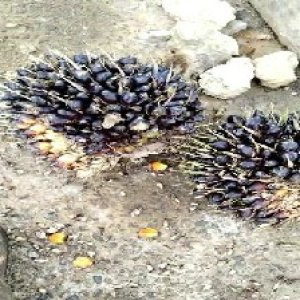 unripe_train (1040).jpg