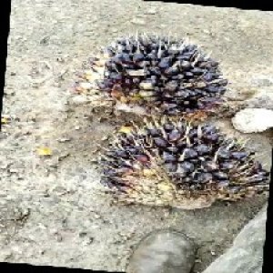 unripe_train (1045).jpg