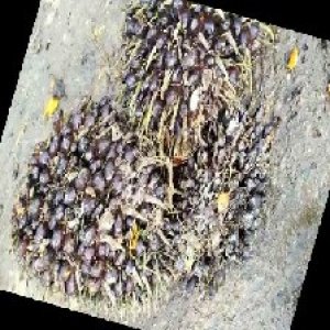 unripe_train (1048).jpg