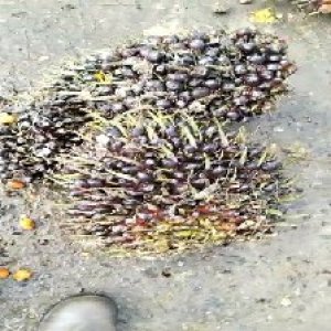 unripe_train (1050).jpg