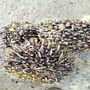 unripe_train (1054).jpg