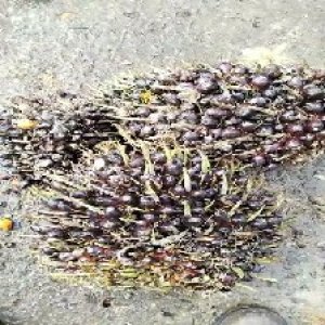 unripe_train (1055).jpg