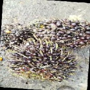 unripe_train (1056).jpg