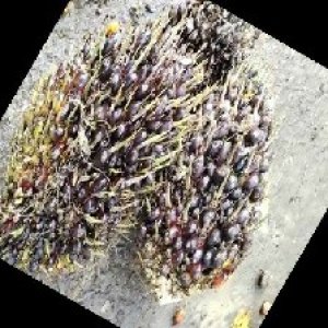 unripe_train (1057).jpg