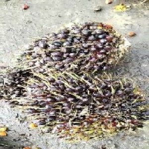 unripe_train (1058).jpg