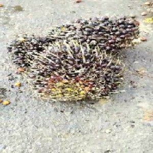 unripe_train (1059).jpg