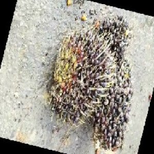 unripe_train (1060).jpg