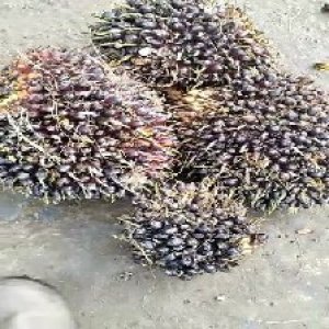 unripe_train (1061).jpg