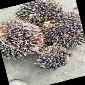 unripe_train (1062).jpg