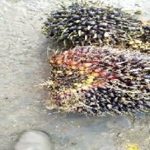 unripe_train (1064).jpg