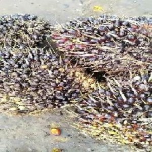 unripe_train (1066).jpg