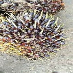 unripe_train (1068).jpg