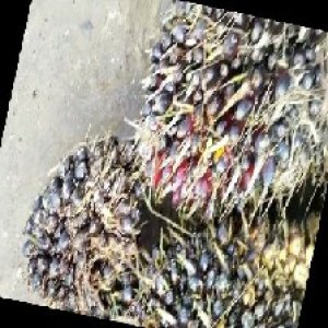 unripe_train (1069).jpg