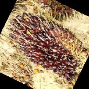 unripe_train (107).jpg