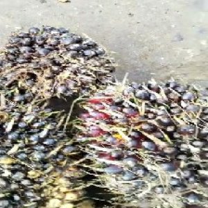 unripe_train (1070).jpg