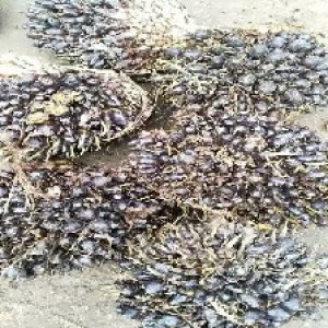 unripe_train (1072).jpg