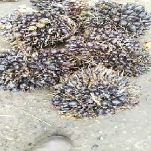 unripe_train (1073).jpg