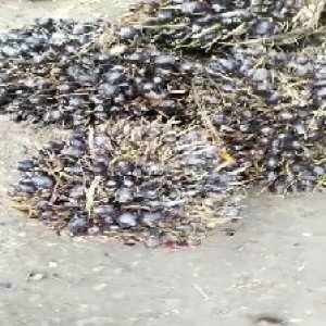 unripe_train (1076).jpg