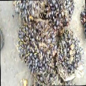 unripe_train (1077).jpg