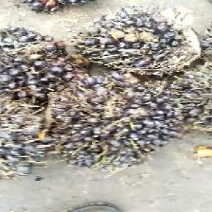 unripe_train (1078).jpg