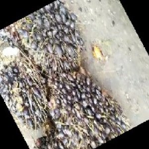 unripe_train (1079).jpg