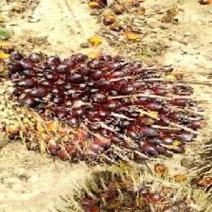 unripe_train (108).jpg