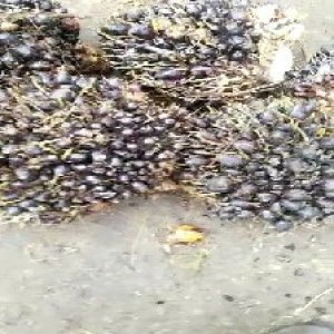 unripe_train (1080).jpg