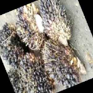 unripe_train (1085).jpg