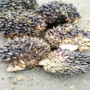 unripe_train (1086).jpg