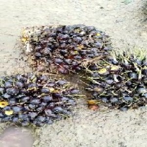 unripe_train (1136).jpg