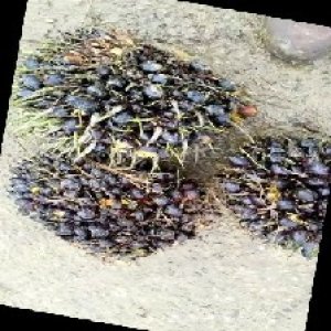 unripe_train (1137).jpg