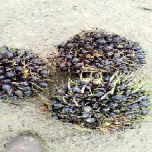 unripe_train (1138).jpg