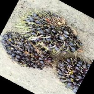 unripe_train (1139).jpg