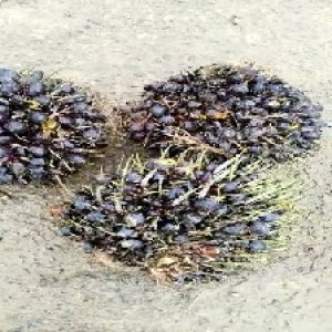 unripe_train (1140).jpg