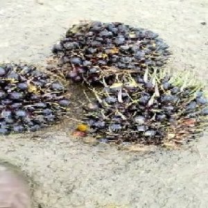 unripe_train (1142).jpg