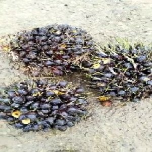 unripe_train (1143).jpg