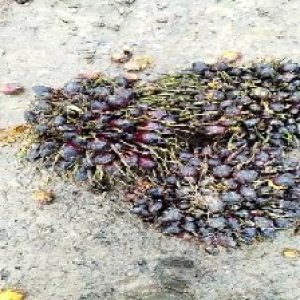 unripe_train (1145).jpg