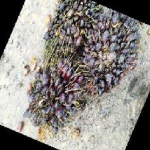 unripe_train (1146).jpg