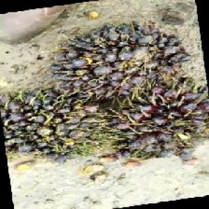 unripe_train (1147).jpg