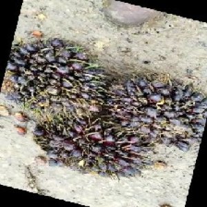 unripe_train (1149).jpg