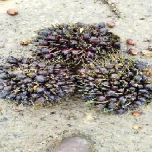 unripe_train (1150).jpg